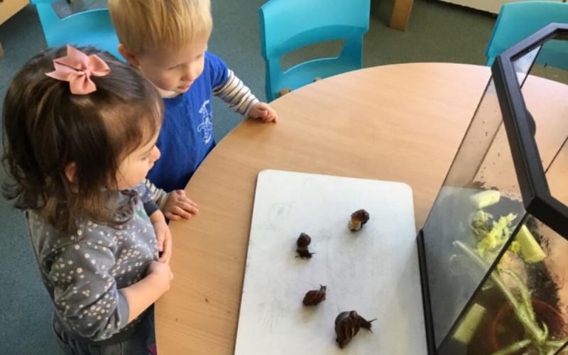 Children look at snails on the table